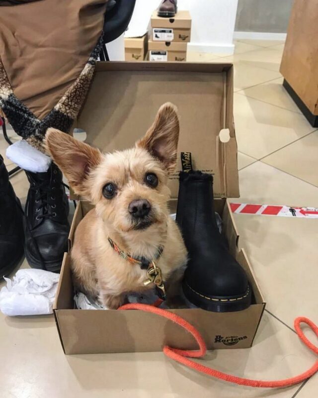 Wer kann diesem Hundeblick wiederstehen? Nayla hat sich in die neuen @drmartensofficial verliebt und wir uns in sie 🥰 #dergestiefeltekater #dogsofinstagram #fashionvictim #dogsofsylt #sylt #westerland #drmartens